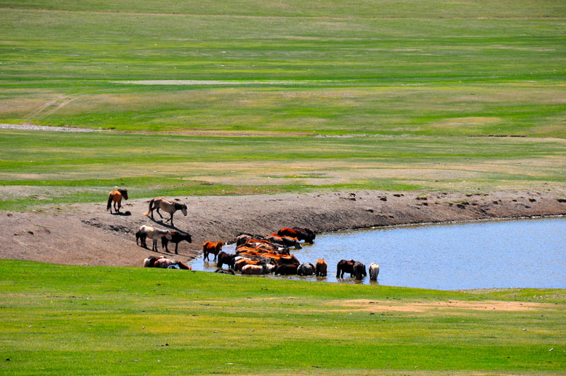 Mongolie